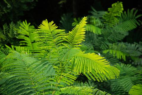 tailandia-naturaleza.jpg